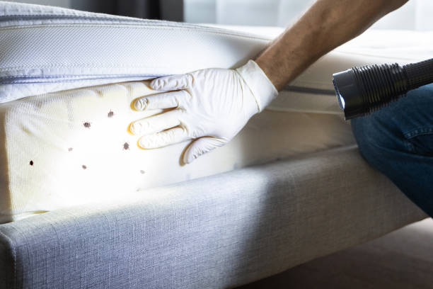 Best Mosquito Control Services  in Andalusia, IL