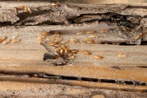 Best Best Pest Control Companies  in Andalusia, IL